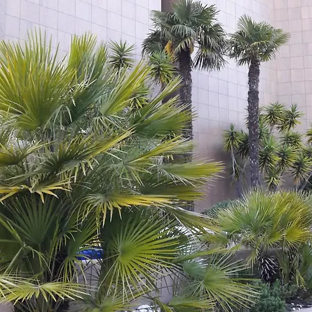 Serena - Con Giardino E Box A 10 Mt Dal Mare Apartament Ceriale